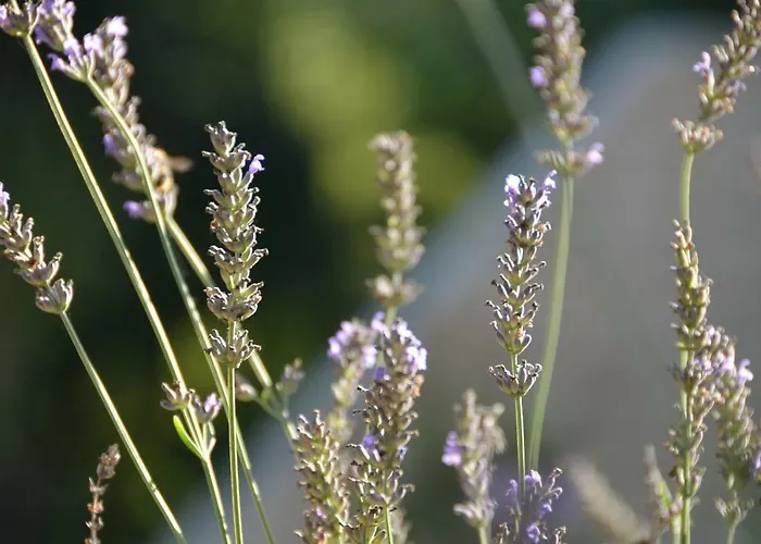 Lalande-laborie Bed & Breakfast